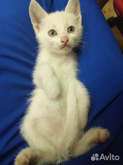Котята турецкой ангоры