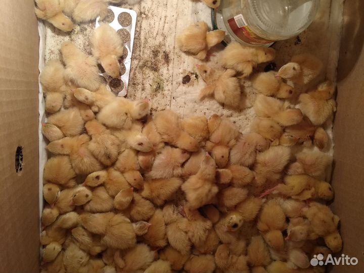 Перепела суточные