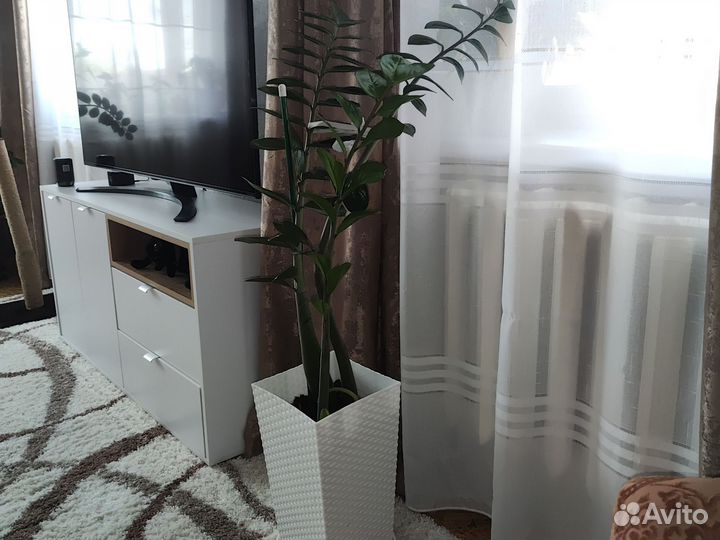 Замиокулькас