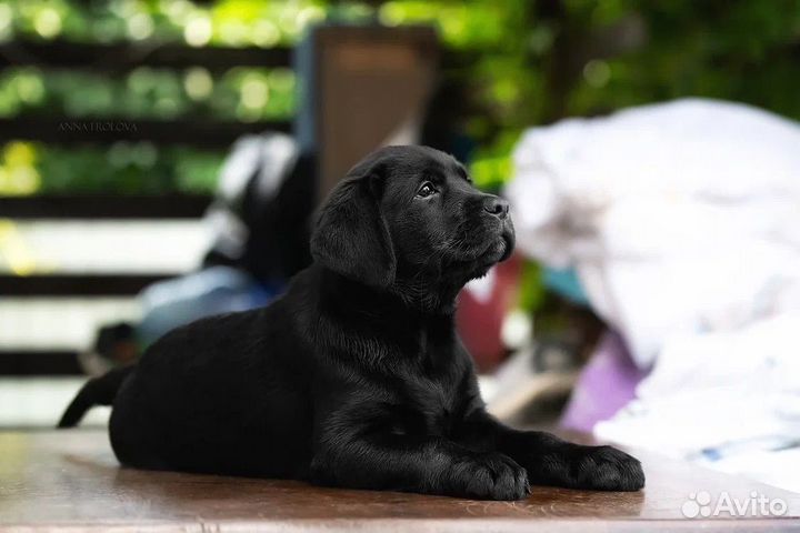 Щенки Лабрадора