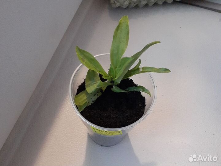 Гвоздика турецкая рассада