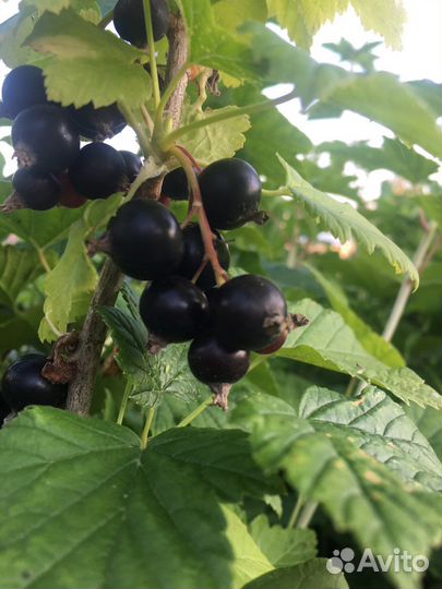 Куст черной смородины