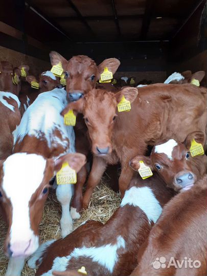 Телята бычки