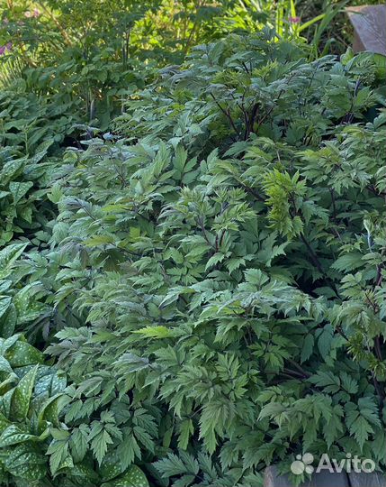 Клопогон многолетнее тенелюбивое растение