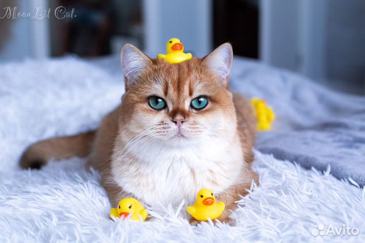 Фотограф анималист