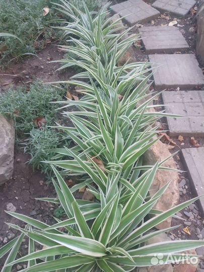 Хлорофитум