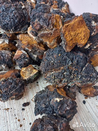 Березовый гриб 