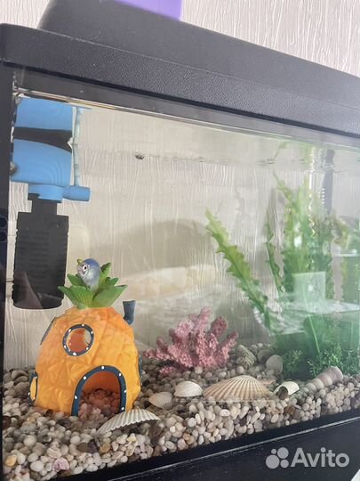 Рыбка тернеция