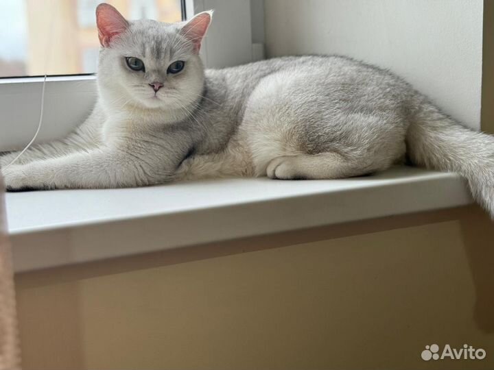 Кот на вязку