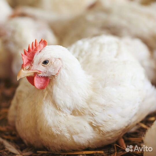 Куры бройлеры живым весом