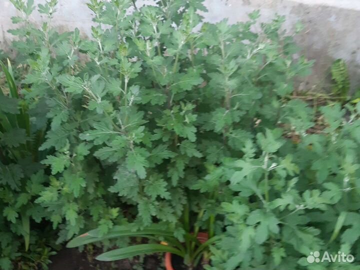 Хризантемы мультифлора,обьёмные