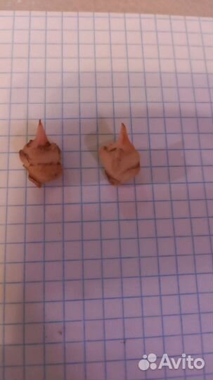 Алоказии, клубни