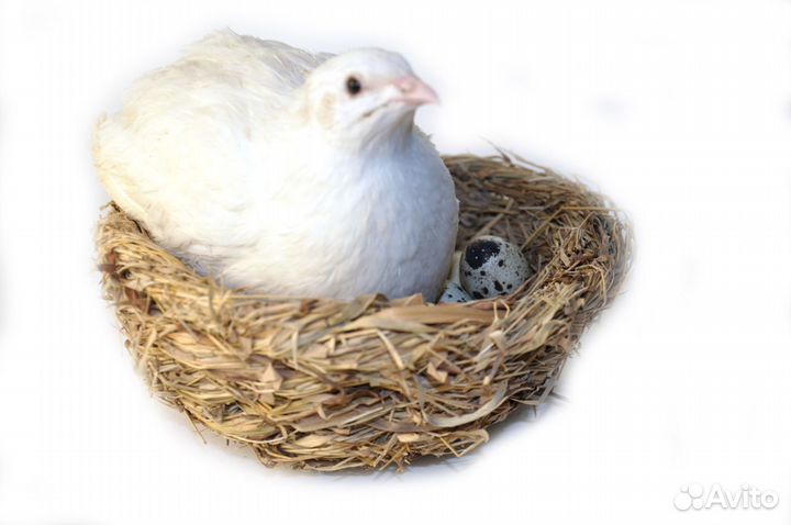 Суточные перепела породы Техасс белый