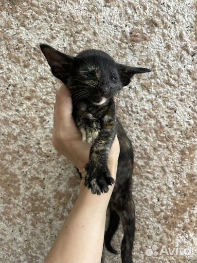 Ориентальные котята