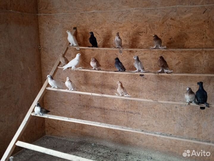 Голуби среднеазиатские бойные