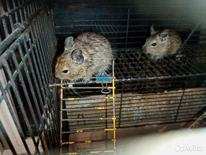 Бельчата белки дегу