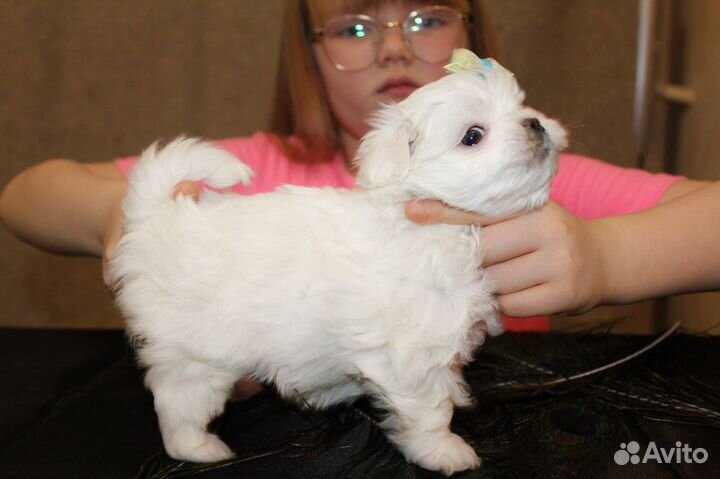 Щенки Мальтезе мини