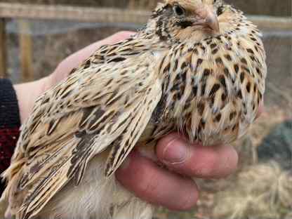 Перепела несушки, Пушкино