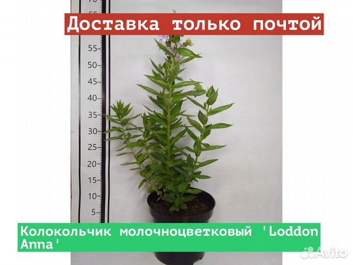 Колокольчик молочноцветковый Loddon Anna