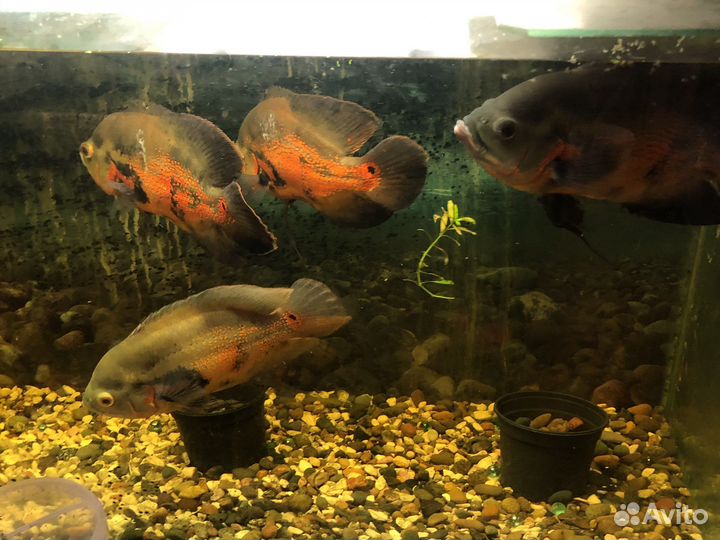 Астронотусы