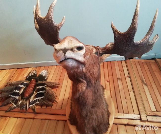 Чучело головы лося