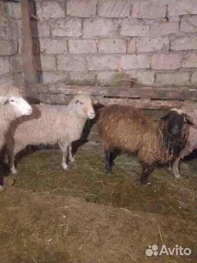 Овцы бараны ягнята