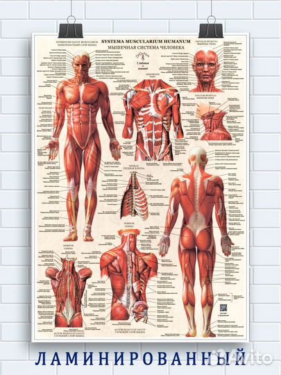 Постеры по анатомии - мышцы и скелет с подробными