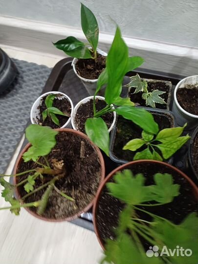 Фикус бенджамина