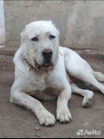 Среднеазиатская овчарка вязка