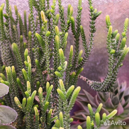 Крассула черенки