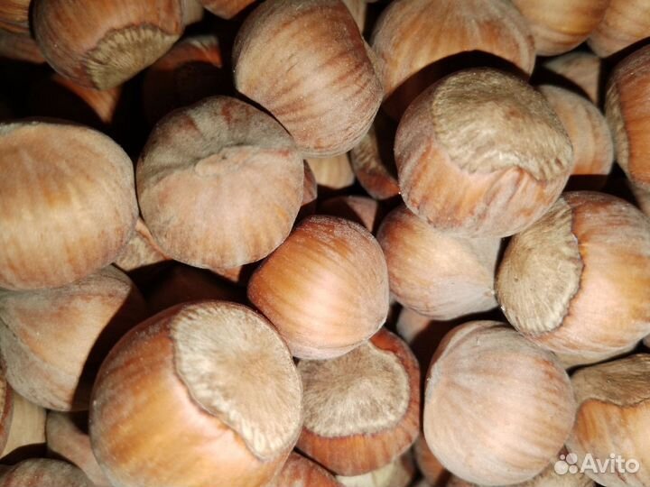 Крупноплодный фундук саженцы Ростов-на-Дону