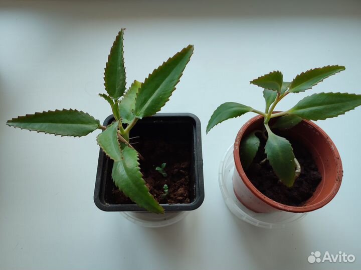 Каланхоэ лечебное