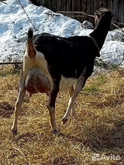 Козы чп Ламанча и некозь