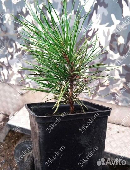 Саженцы кедра от производителя