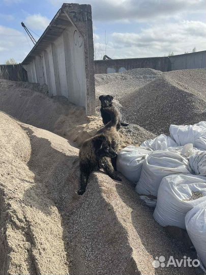 Купить песок тараканом