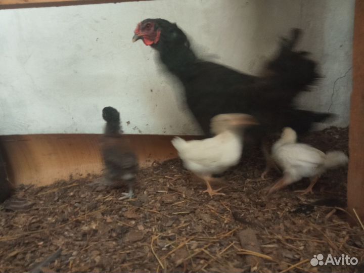 Цыплята несушки