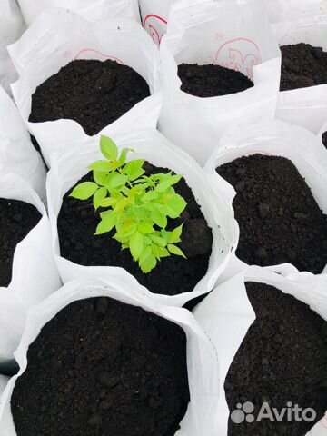 Рязанский Чернозем в мешках