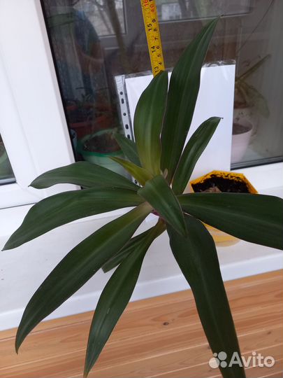 Рэо взрослый