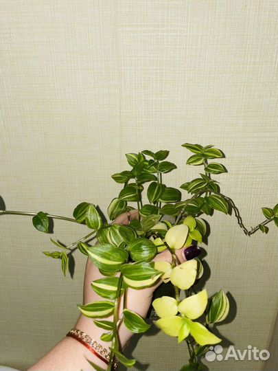 Комнатные цветы