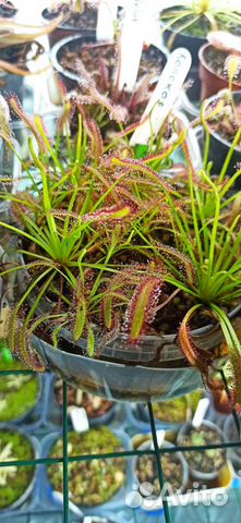 Росянка Капская