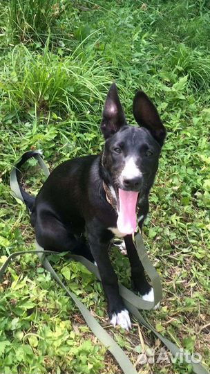 Собака, метис овчарки