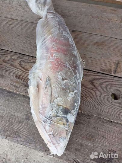 Кижуч, Кета, Горбуша, Молоки