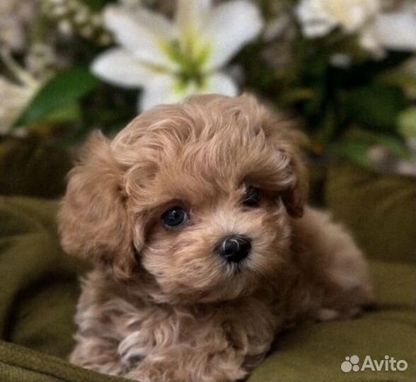 Мальтипу f1 mini