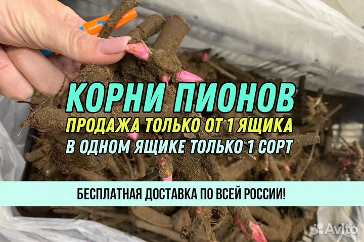 Корни Пионов Оптом