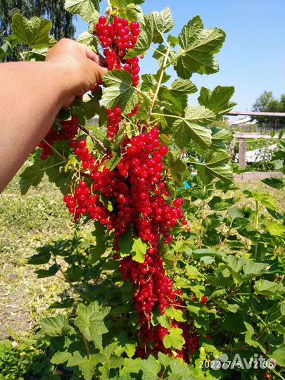 Цветы и саженцы