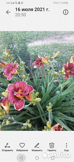 Цветы многолетние