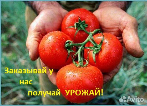 Теплица усиленная