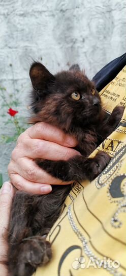 Коричневая пушистая девочка котенок