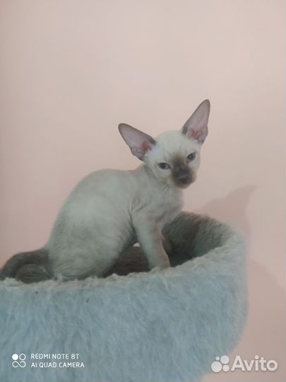 Котята сфинкс