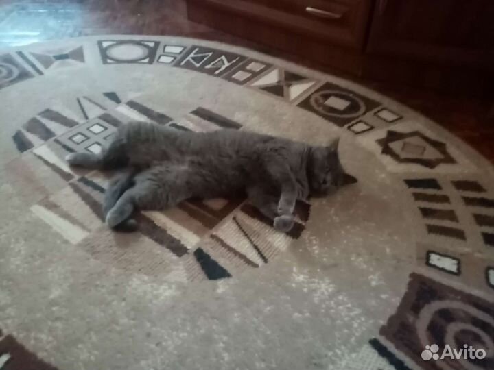 Британский кот